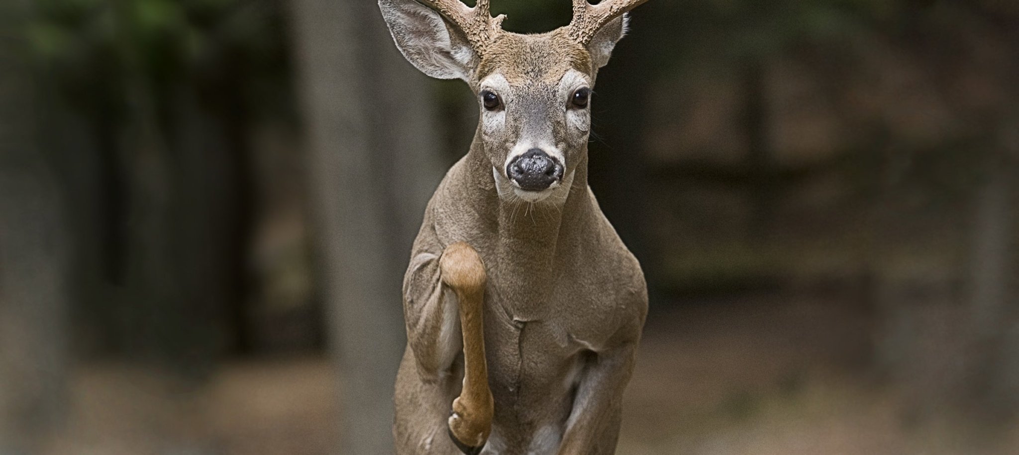 hunting fallow deer on field edges before last light: deer stalking clothing layering, jackets, trousers, boots, backpacks