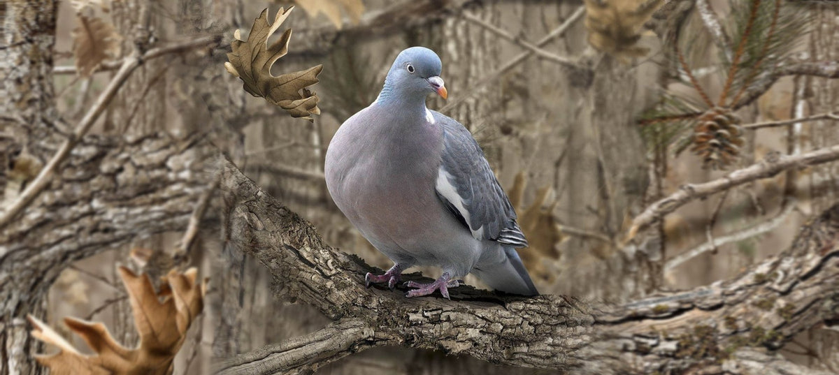 how to read woodpigeon flightline, camouflage clothing for pigeon shooting