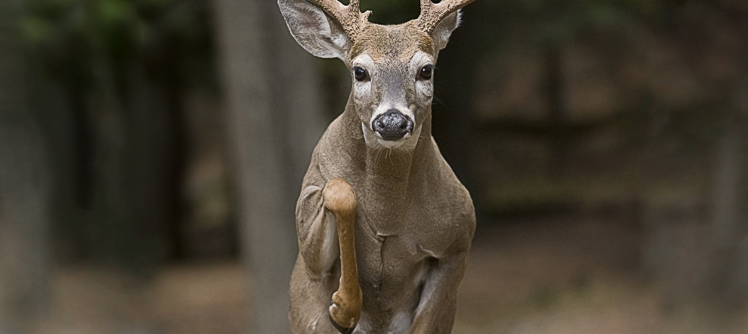 hunting fallow deer on field edges before last light: deer stalking clothing layering, jackets, trousers, boots, backpacks