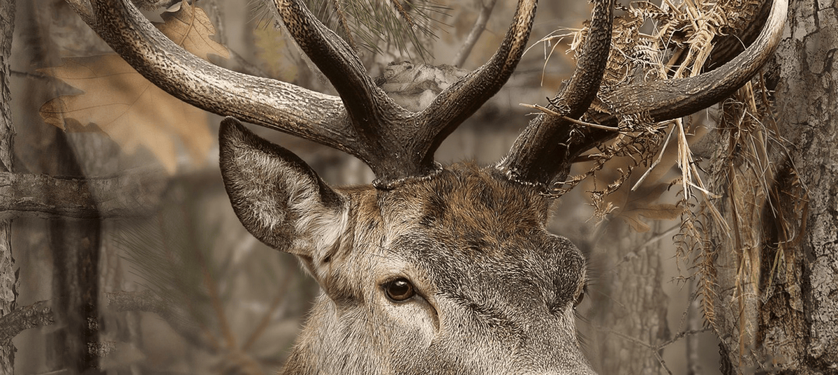 woodland sika deer stalking, sika stag in dark timber, quiet movement, sound in deer stalking, silent stalking clothing