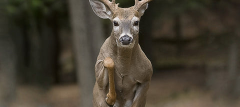 Fallow Deer on Field Edges: Read Hesitation Before Last Light