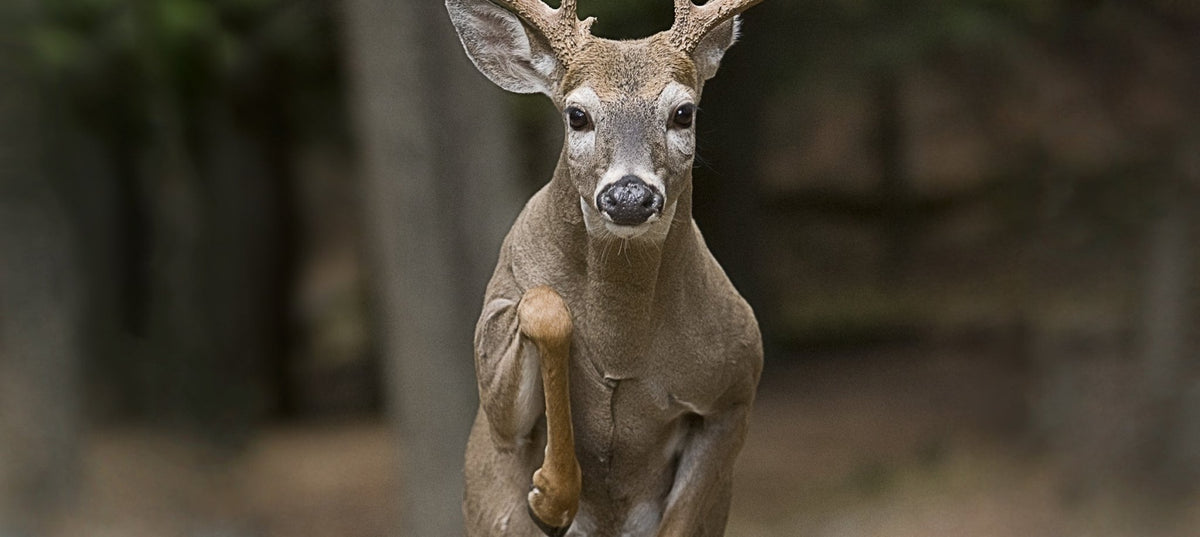 hunting fallow deer on field edges before last light: deer stalking clothing layering, jackets, trousers, boots, backpacks