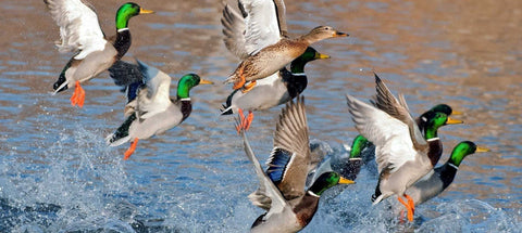Flight Pond Evenings: Wind, Entry Routes for Wildfowling Setup