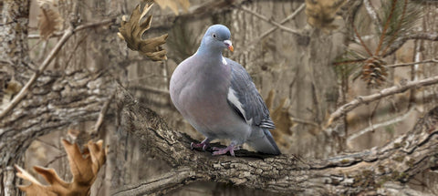 How to Read a Woodpigeon Flightline Before You Build the Hide