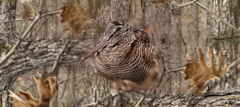 Winter Woodcock Shooting Days: Pace, Cover, Quiet Footwork
