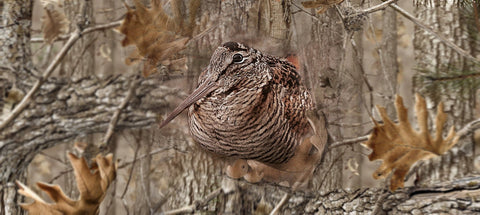 Winter Woodcock Shooting Days: Pace, Cover, Quiet Footwork