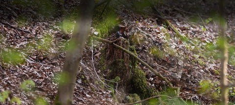 Woodland Roe Stalking: Using Shade, Noise and Cover