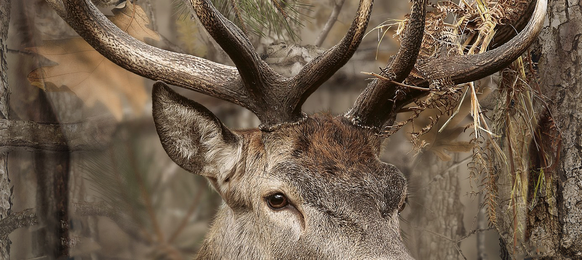 woodland sika deer stalking, sika stag in dark timber, quiet movement, sound in deer stalking, silent stalking clothing