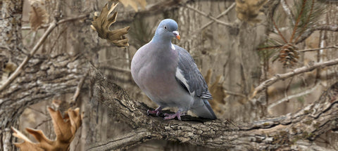 Woodpigeon Decoying Clothing: Stay Hidden, Dry, Comfortable